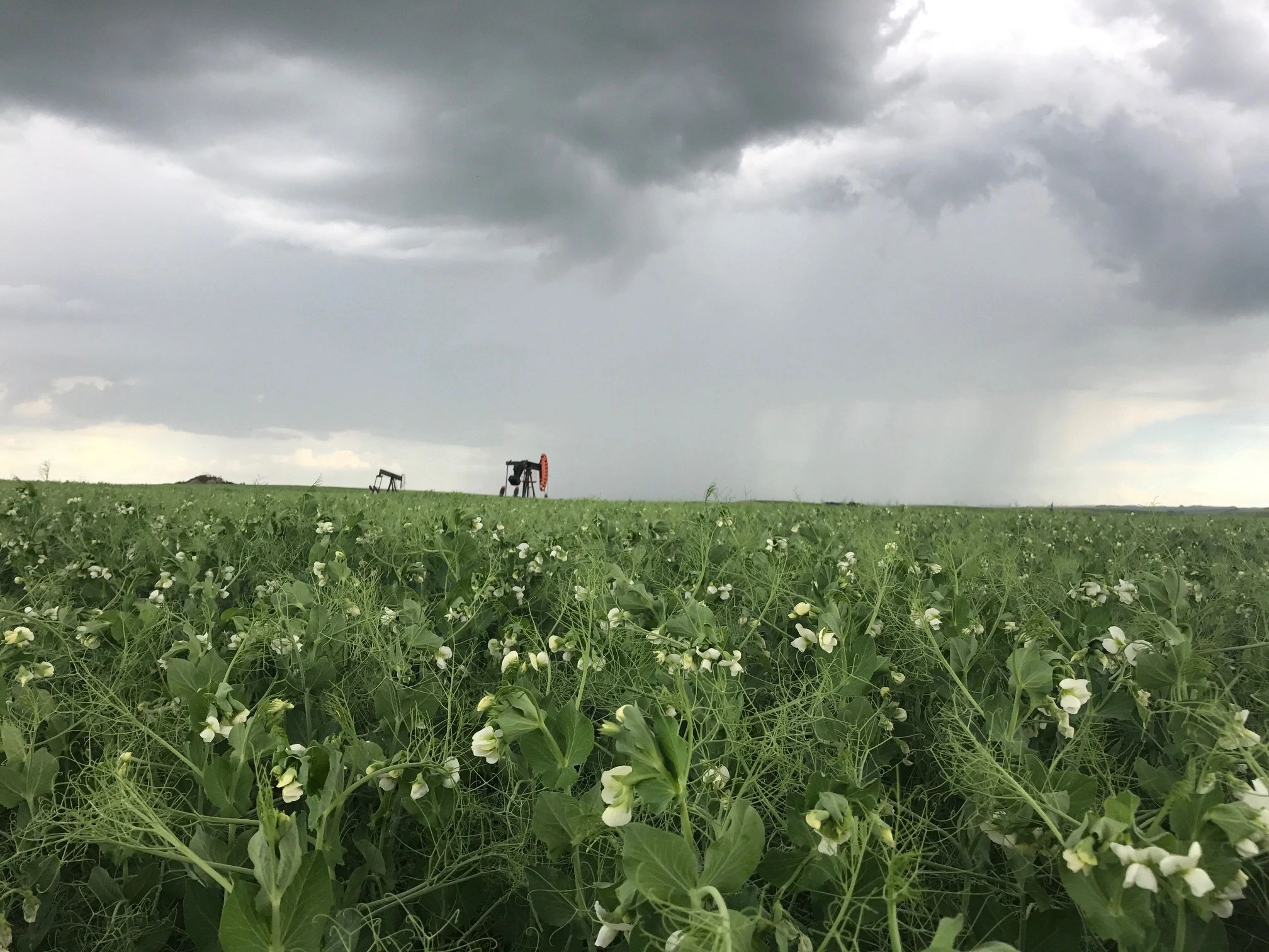 Certified Field Peas Riviere Ag Seeds